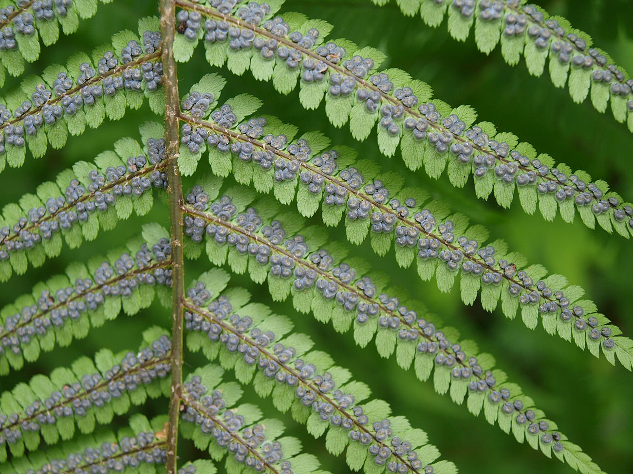 Image of Dryopteris filix-mas specimen.