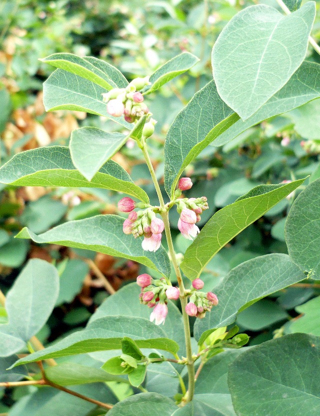 Image of Symphoricarpos albus var. laevigatus specimen.