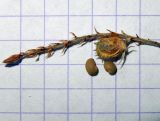 Onobrychis miniata