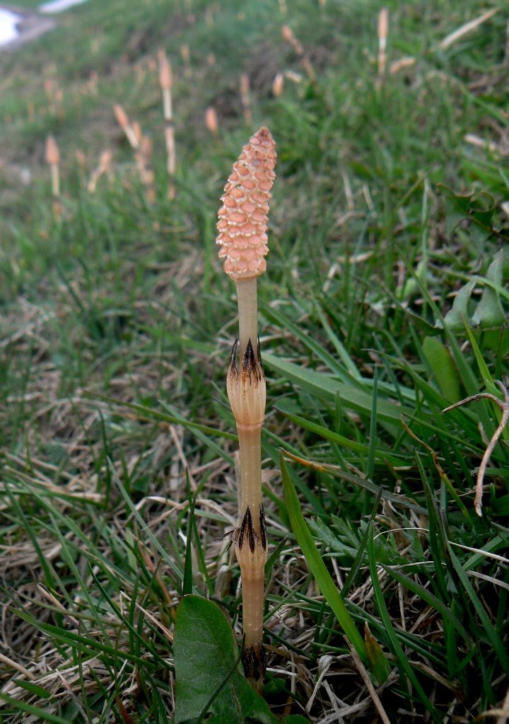 Изображение особи Equisetum arvense.