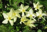 Gentiana oschtenica