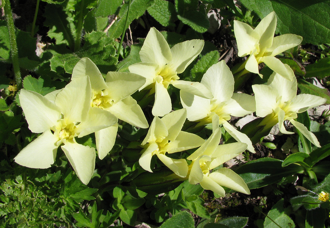 Image of Gentiana oschtenica specimen.