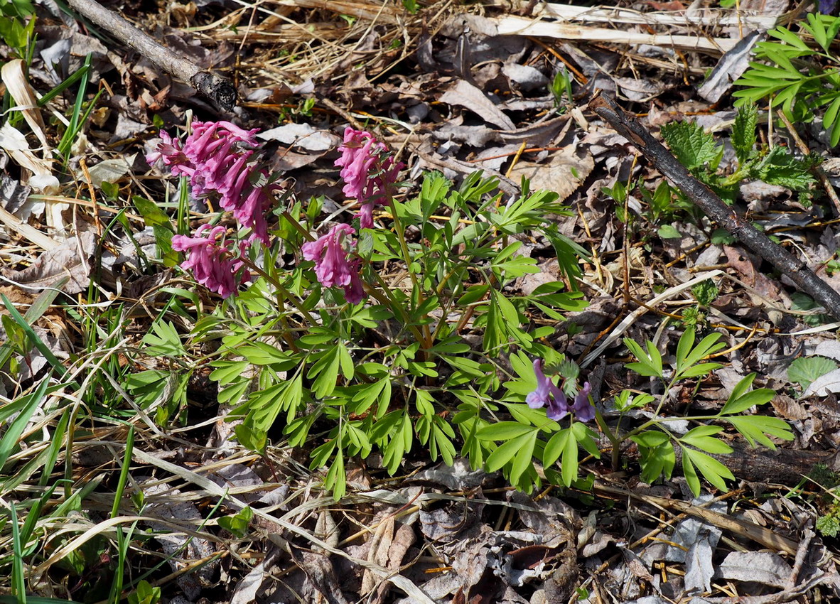 Изображение особи Corydalis subjenisseensis.