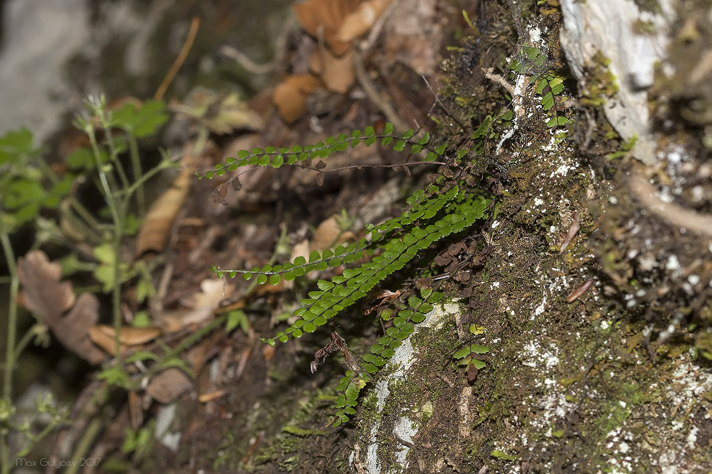 Image of Asplenium trichomanes specimen.