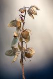 genus Helianthemum