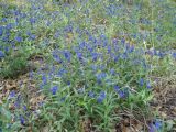 Aegonychon purpureocaeruleum