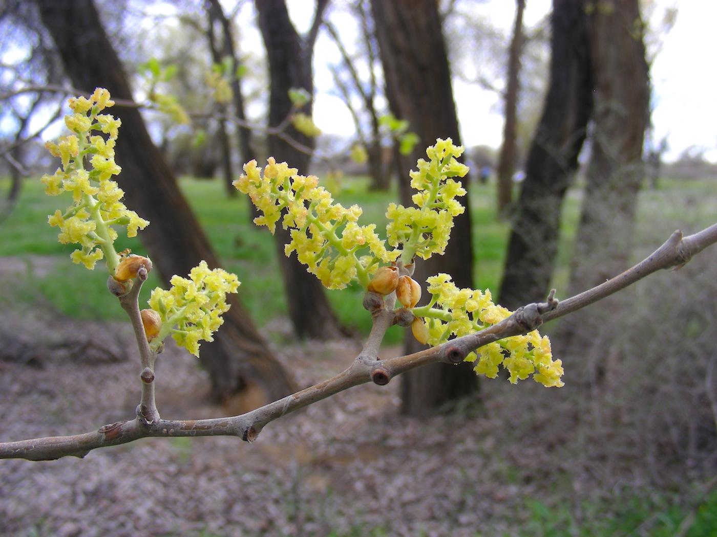 Image of Populus pruinosa specimen.