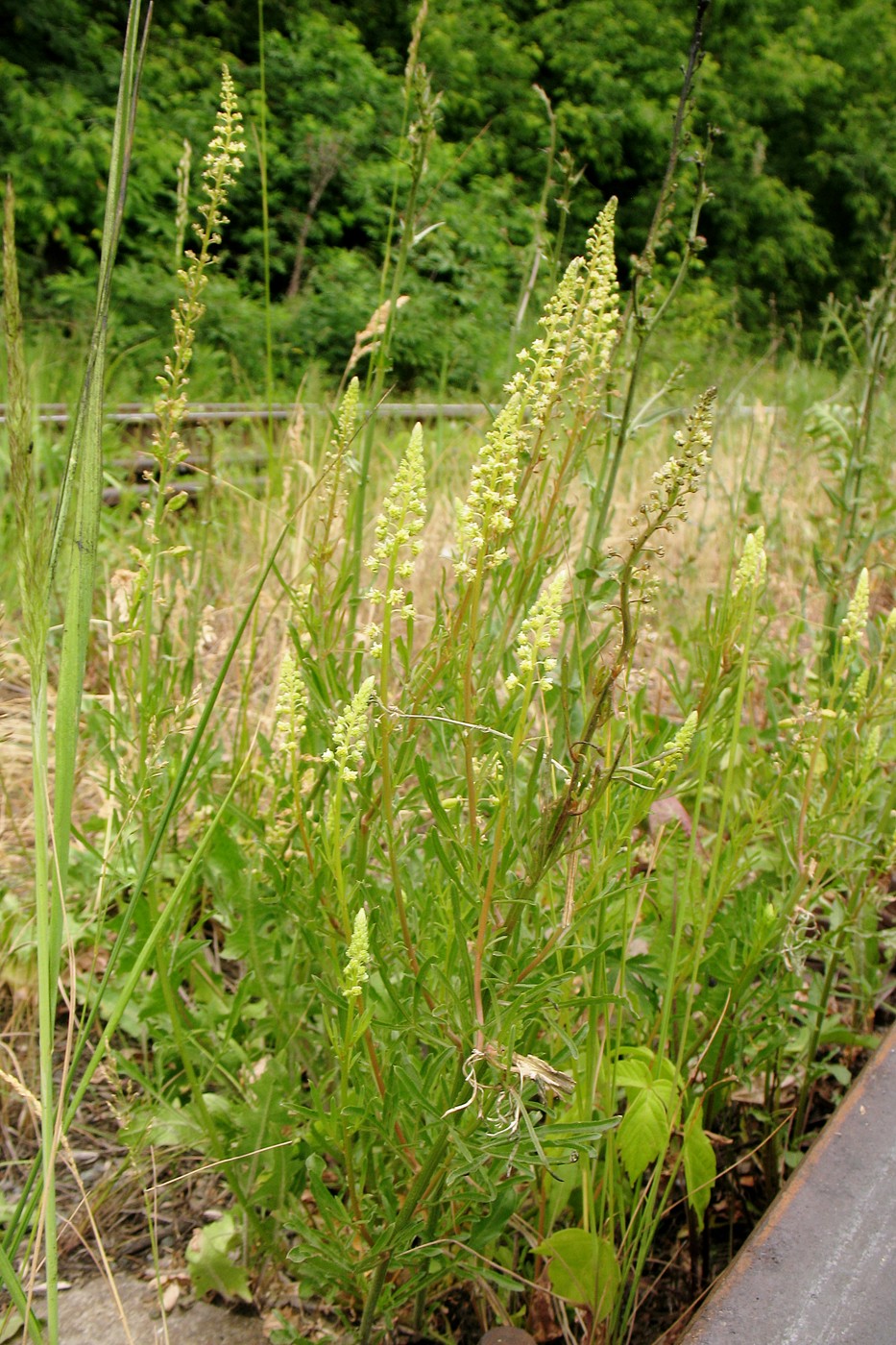 Изображение особи Reseda lutea.