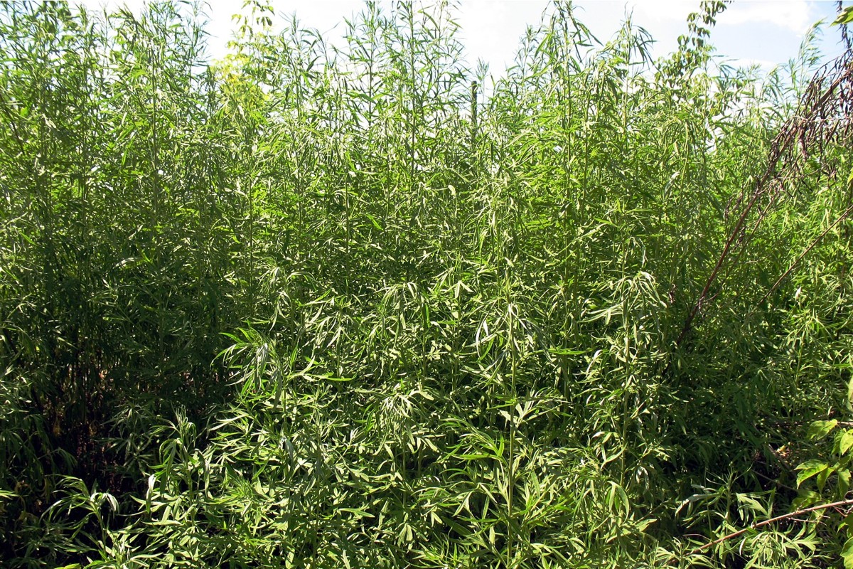Изображение особи Artemisia umbrosa.