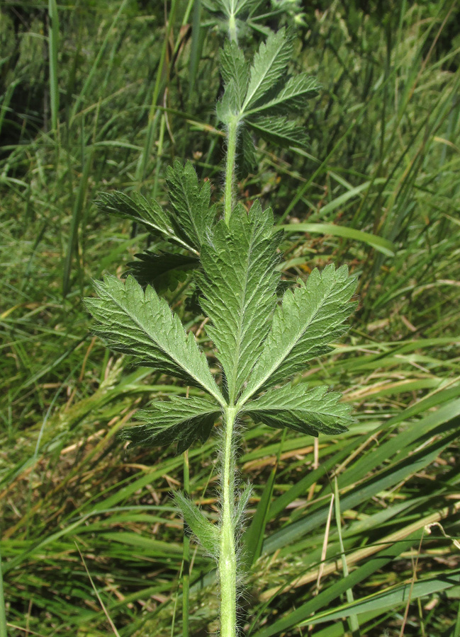 Image of genus Potentilla specimen.