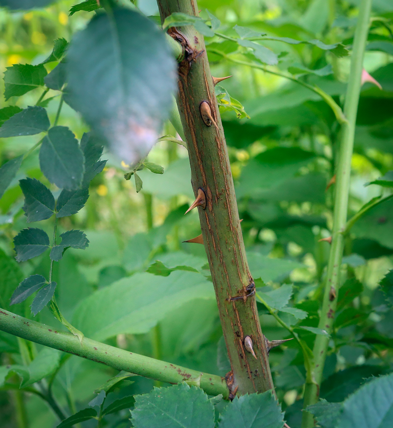 Изображение особи Rosa rubiginosa.