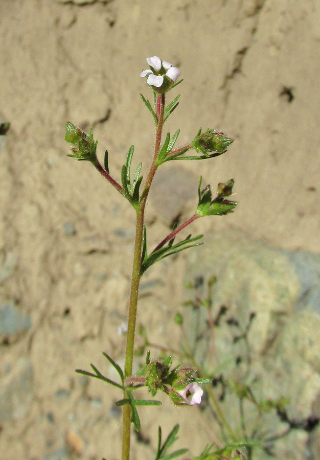 Image of Chamaerhodos erecta specimen.