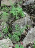 Pimpinella saxifraga