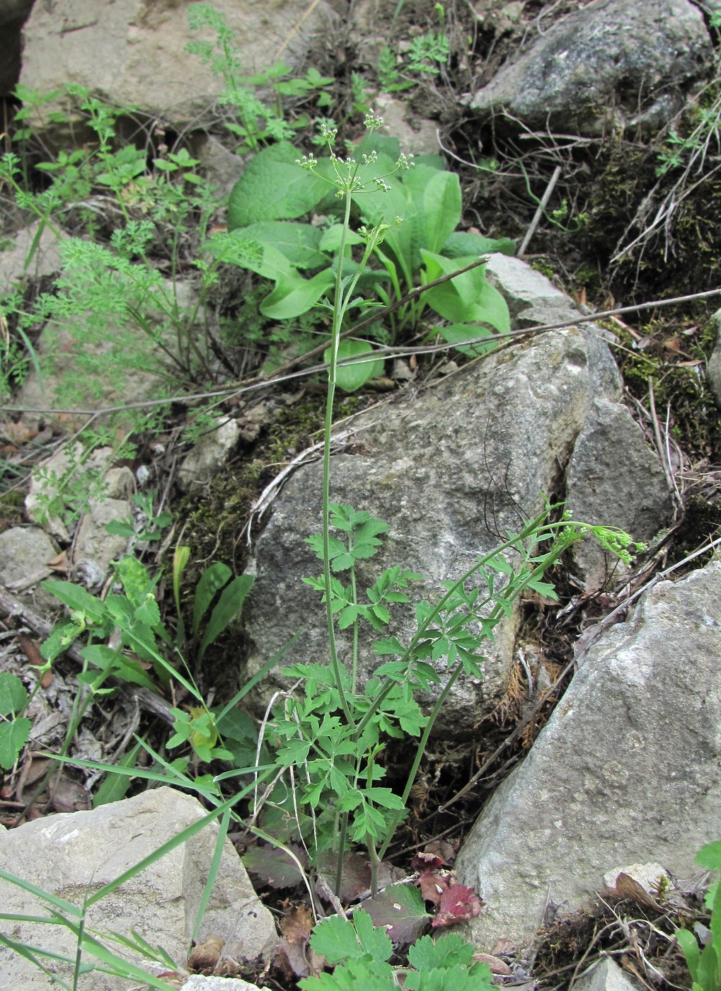 Изображение особи Pimpinella saxifraga.