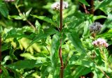 Eupatorium cannabinum