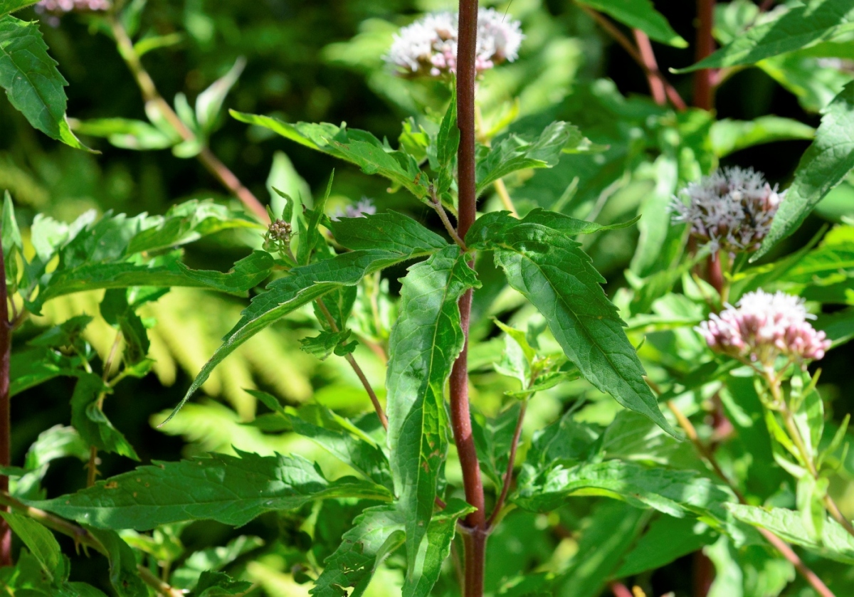 Image of Eupatorium cannabinum specimen.