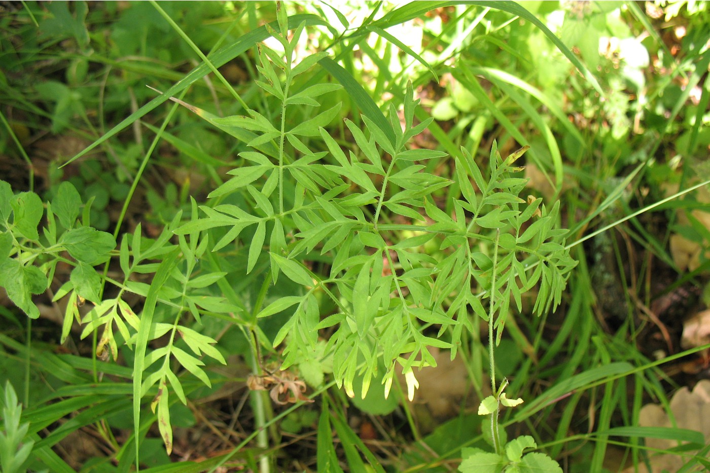 Image of Laserpitium prutenicum specimen.