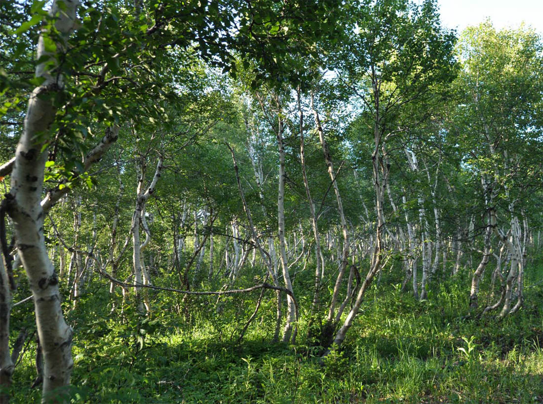 Image of Betula tortuosa specimen.