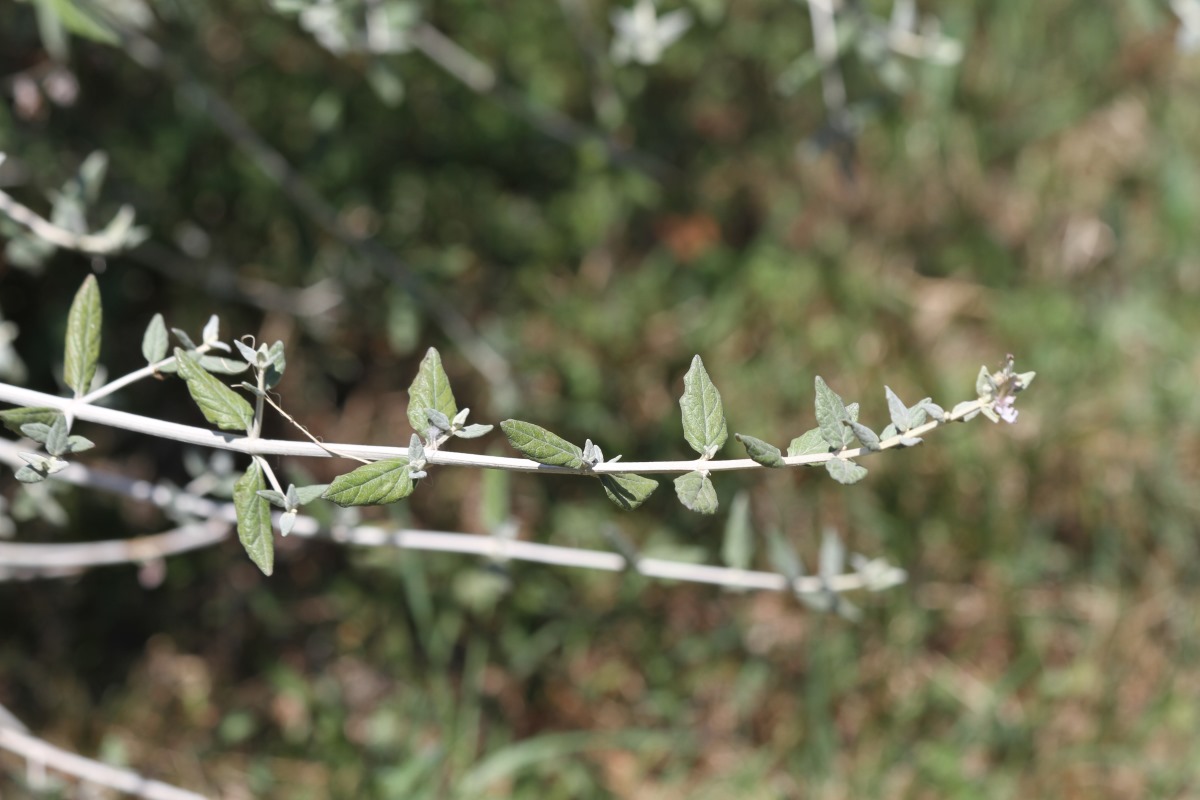 Image of Teucrium fruticans specimen.