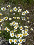 Leucanthemum vulgare