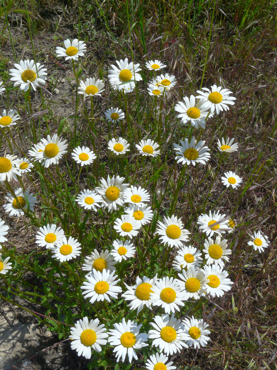 Image of Leucanthemum vulgare specimen.