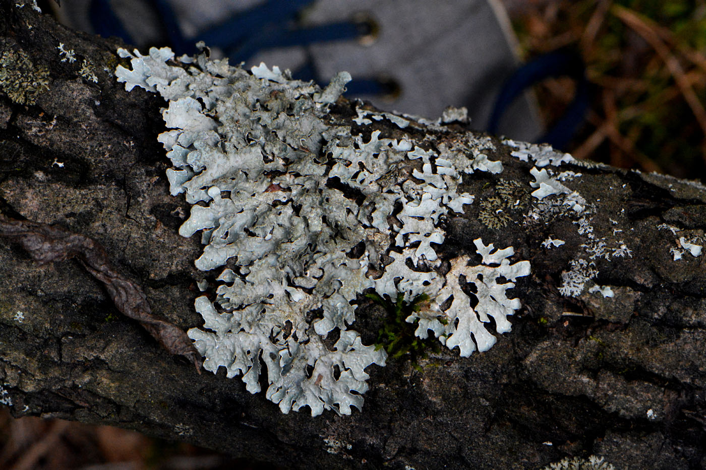 Image of Parmelia sulcata specimen.