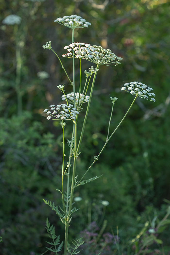 Image of Seseli libanotis specimen.