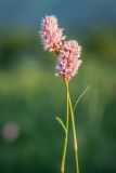 Bistorta carnea. Верхушки побегов с соцветиями. Краснодарский край, Мостовский р-н, ур. Бароновы поляны, субальпийский луг. 11.06.2019.