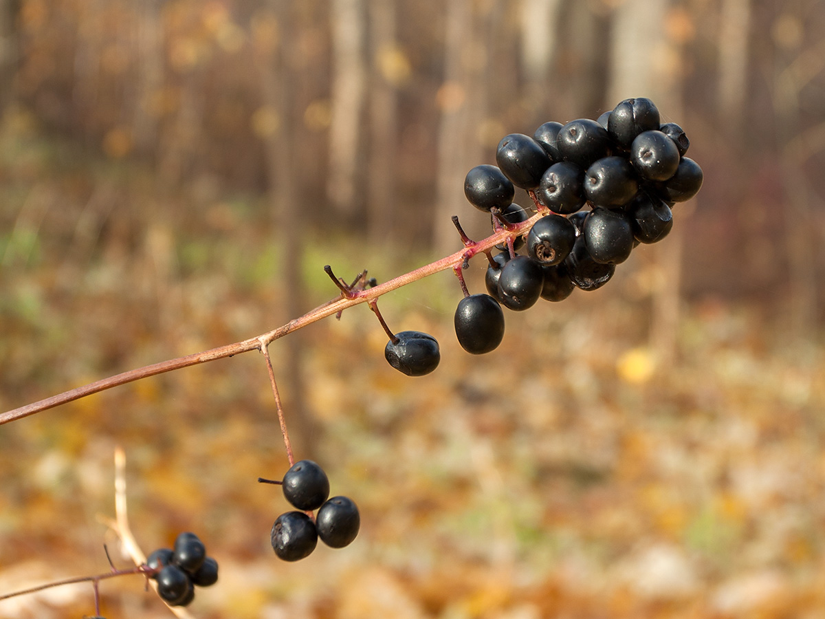 Image of Actaea spicata specimen.