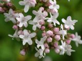 Valeriana officinalis