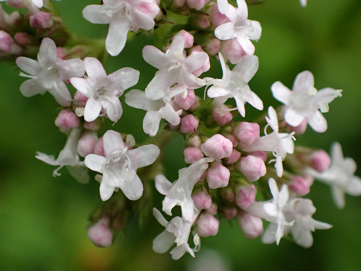 Image of Valeriana officinalis specimen.