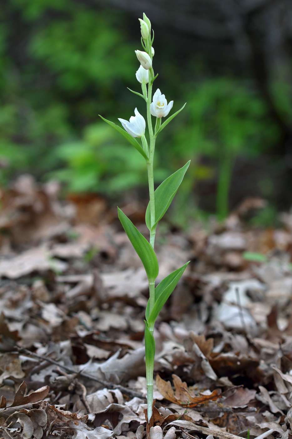 Image of Cephalanthera damasonium specimen.