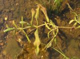 Potamogeton &times; decipiens