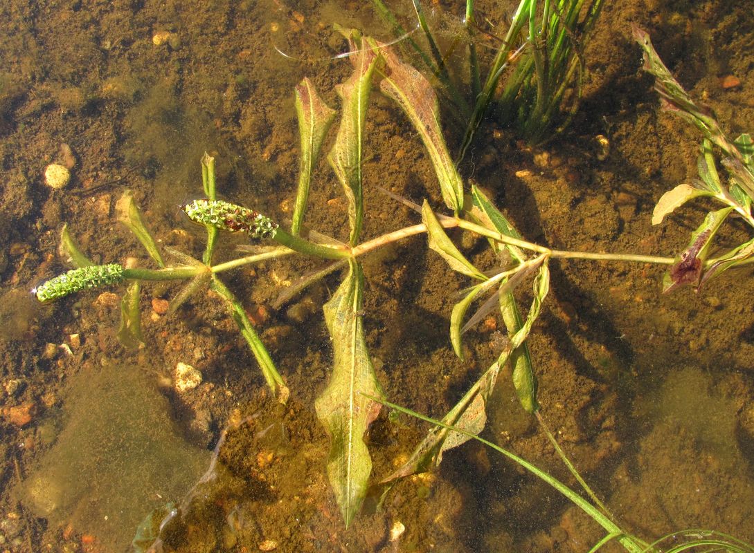 Image of Potamogeton &times; decipiens specimen.