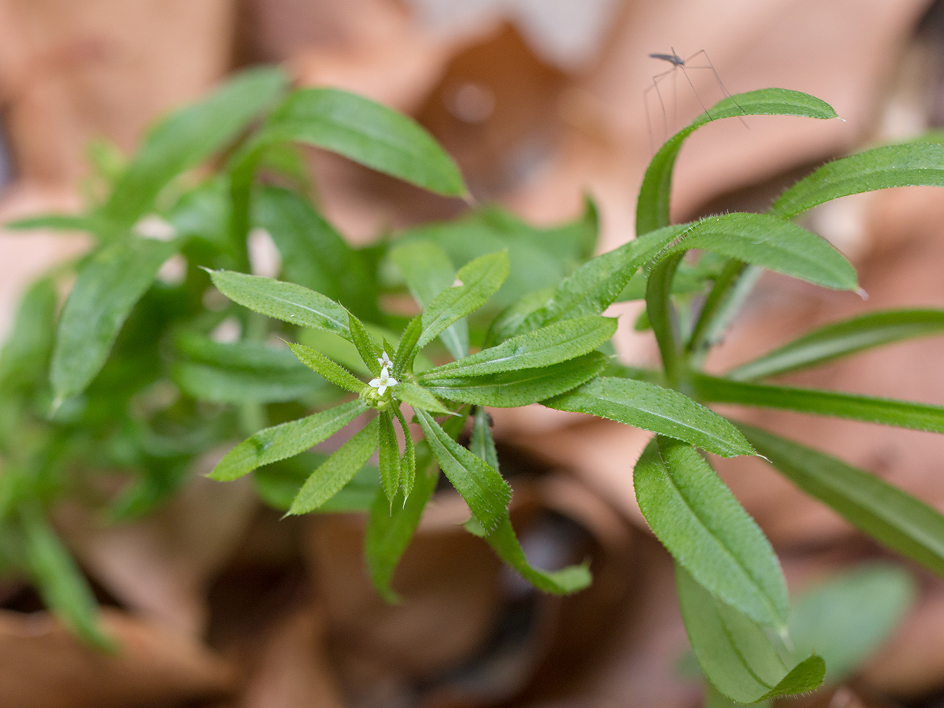 Изображение особи Galium aparine.