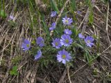 Anemone caucasica