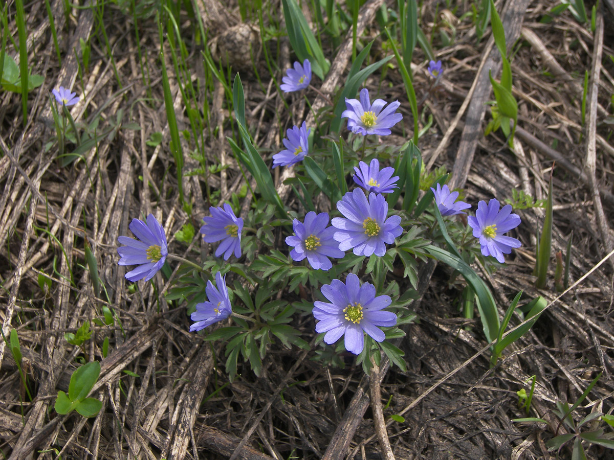 Image of Anemone caucasica specimen.