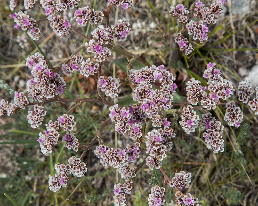 Изображение особи Goniolimon speciosum.