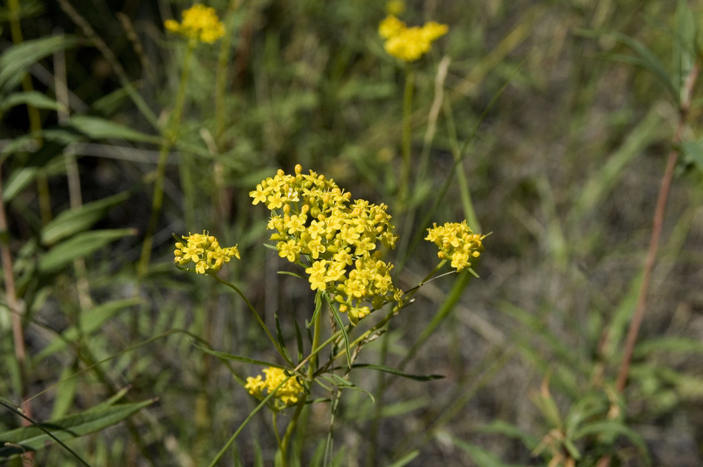 Изображение особи Patrinia rupestris.