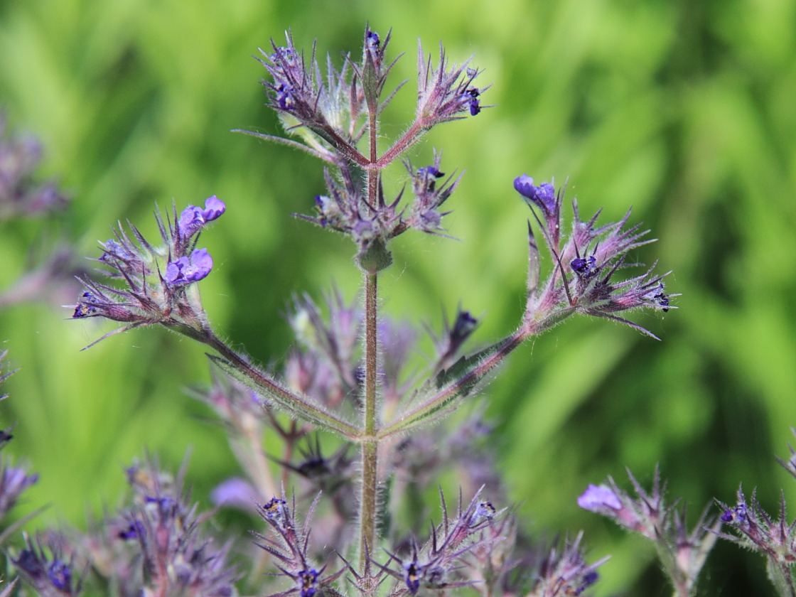 Image of Nepeta parviflora specimen.