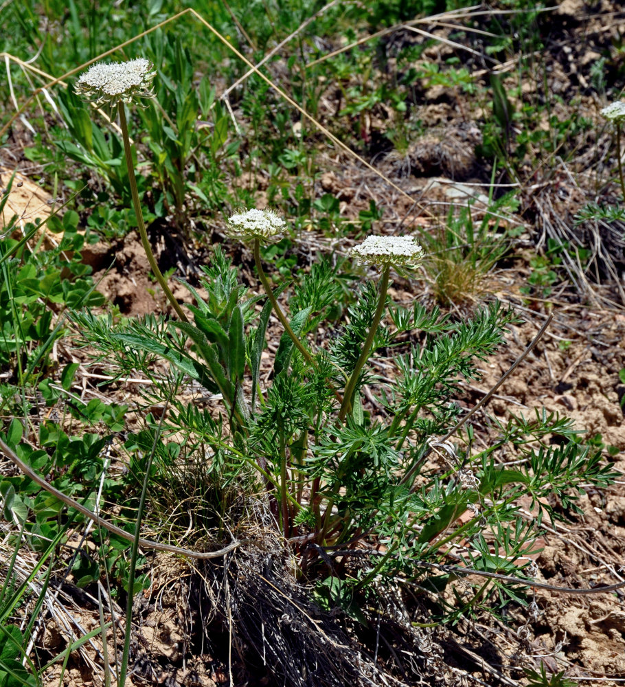 Изображение особи Pachypleurum alpinum.