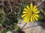 Leontodon tuberosus