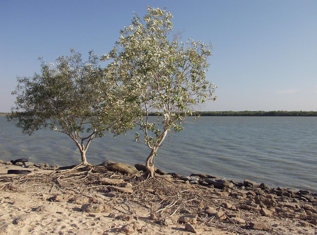 Изображение особи Avicennia marina.