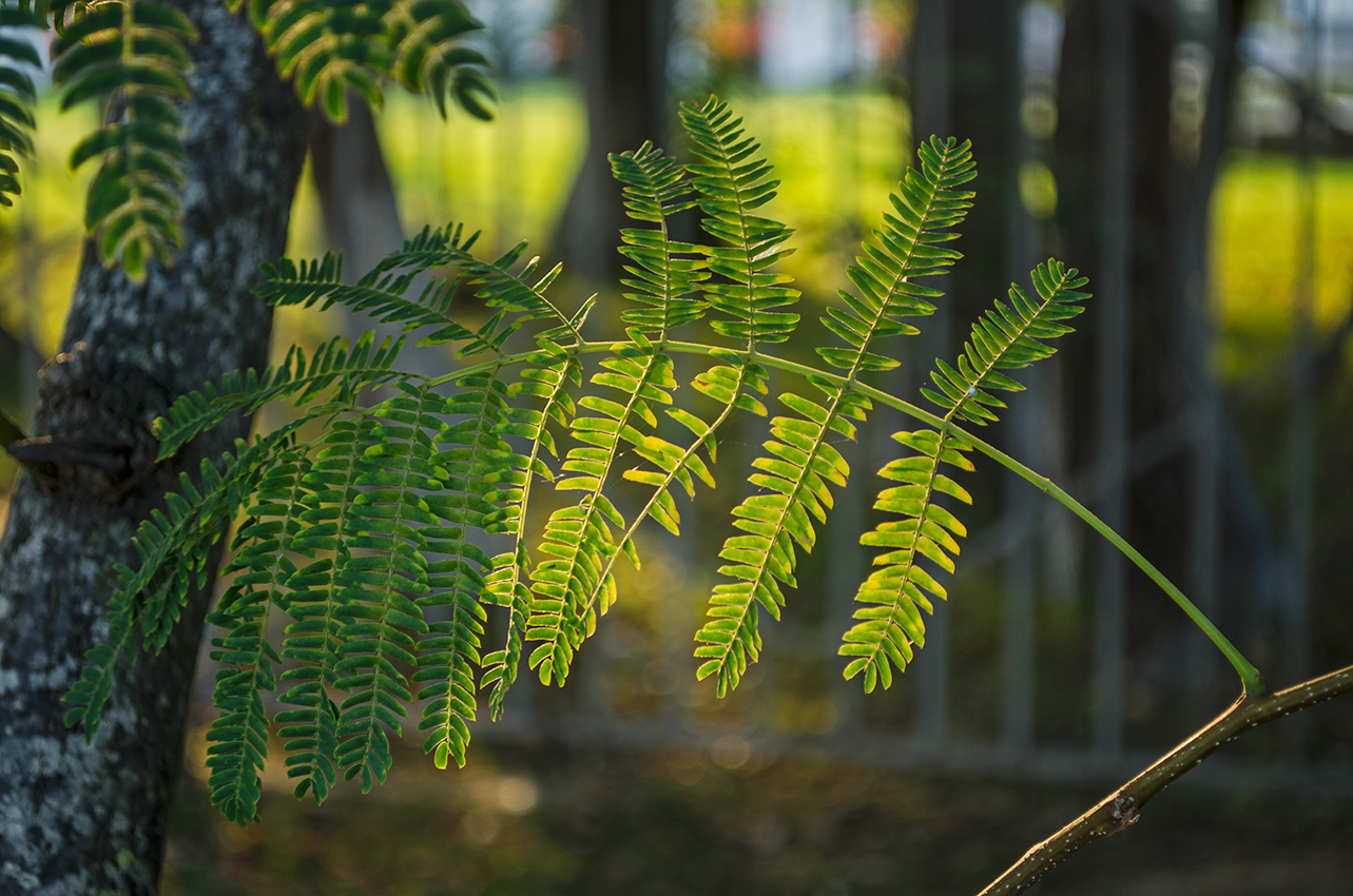 Изображение особи Albizia julibrissin.