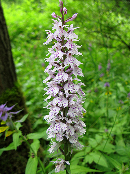 Image of Dactylorhiza fuchsii specimen.