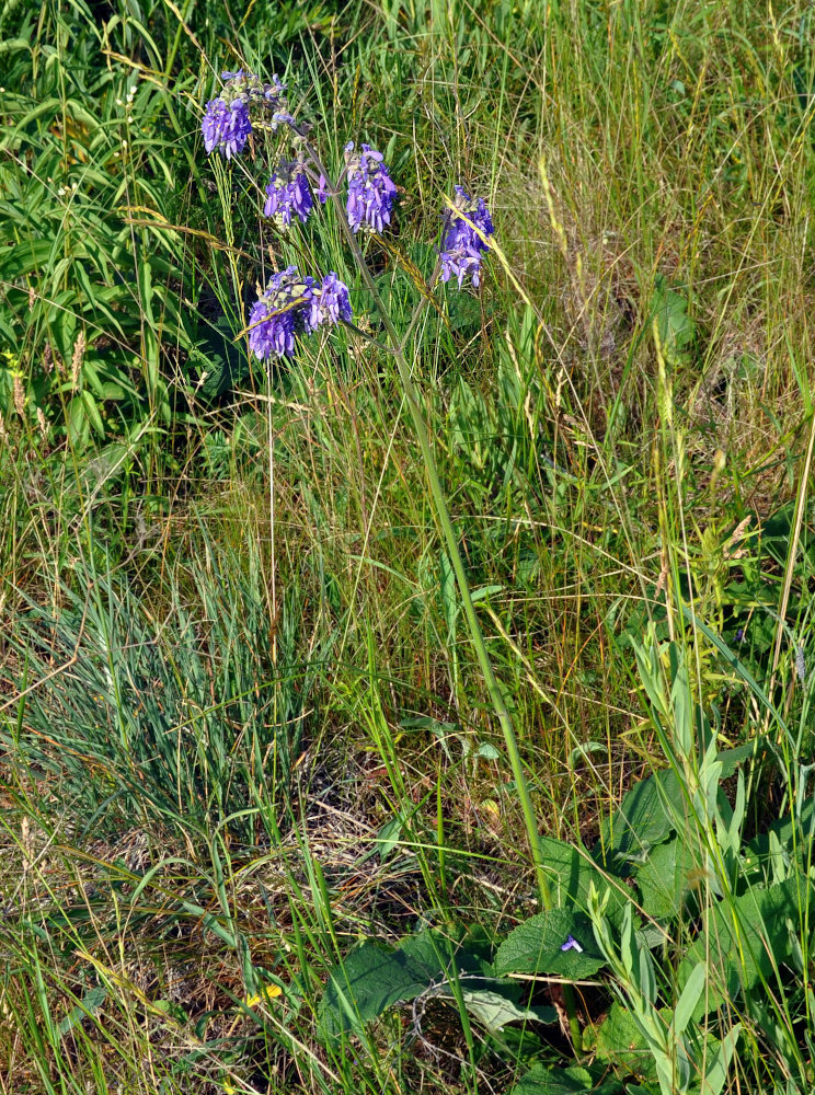 Изображение особи Salvia nutans.