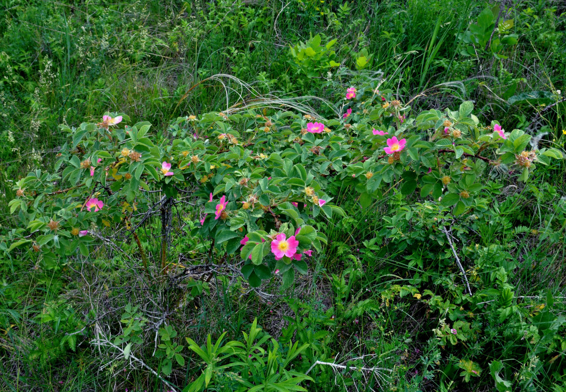 Image of genus Rosa specimen.