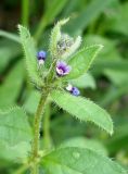 Asperugo procumbens