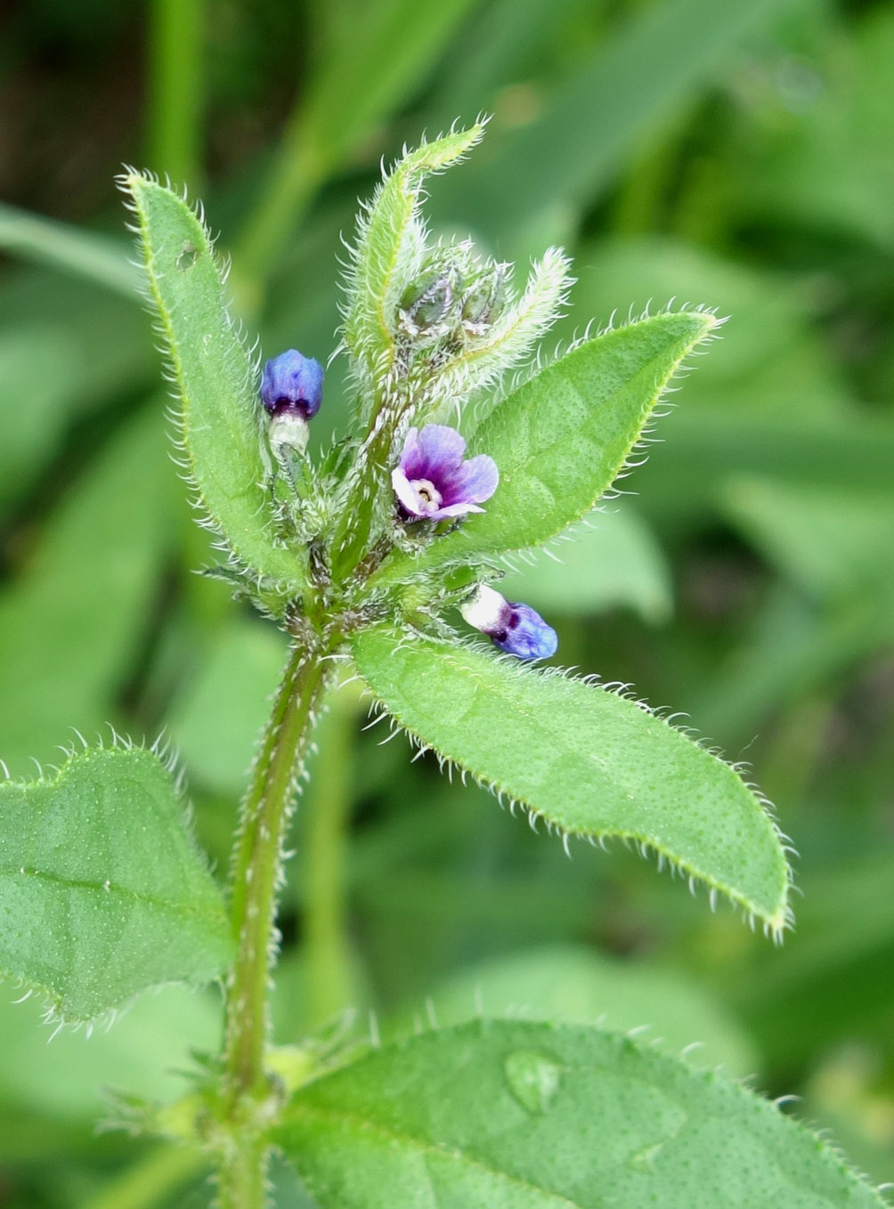 Image of Asperugo procumbens specimen.