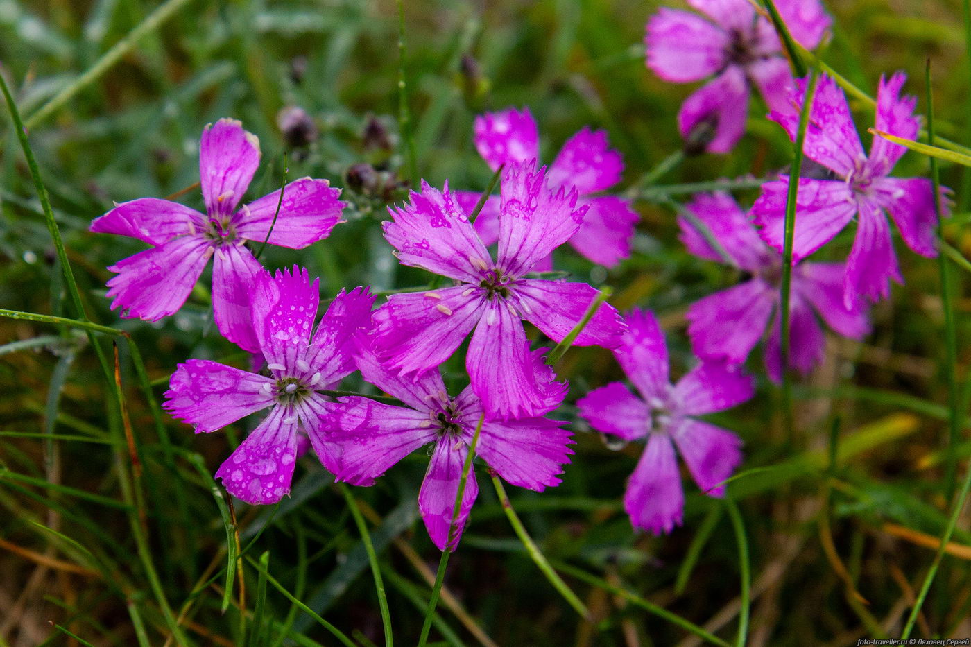 Image of Dianthus repens specimen.